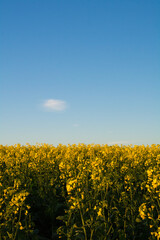 Obraz premium field of yellow flowers