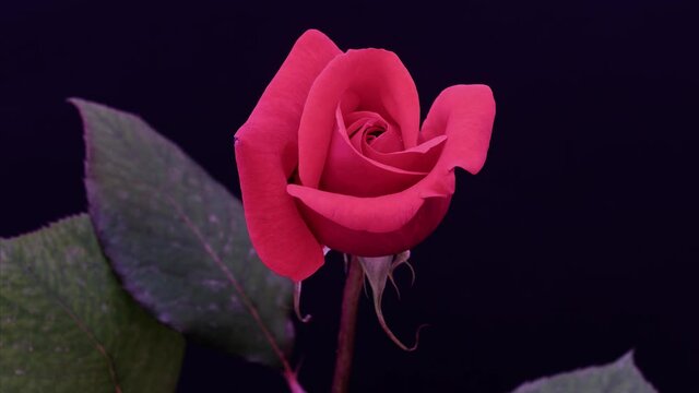 Time lapse footage of red rose growing blossom from bud to big flower isolated on black background, 4k zoom in movie.