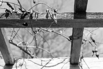 Vine with seedpods on a wood trellis; high contrast black and white image