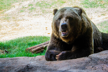 brown bear portrait