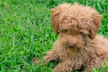 Cute puppy Toy Poodle sit at green garden