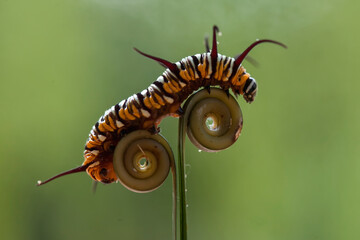 Beautiful Caterpillar on Fern