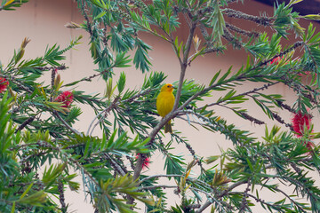 Canario amarelo em uma arvore florida