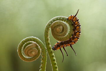 Beautiful Caterpillar on Fern