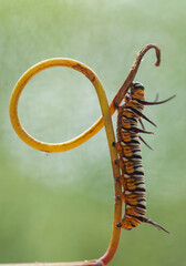 Beautiful Caterpillar on Fern