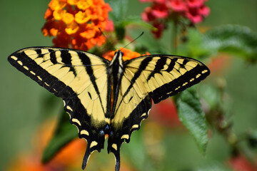 butterfly on flower