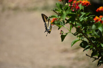 butterfly on a flower