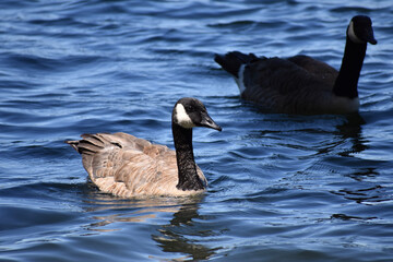 country goose branta canadensis