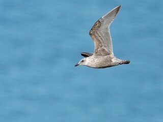 海をバックに悠然と飛ぶカモメ