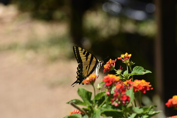 butterfly on a flower