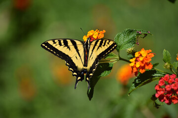 butterfly on flower