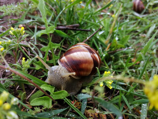 snail