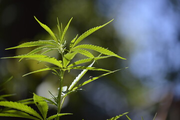 Fototapeta premium marihuana