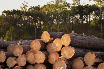 Logging Wood Logs 