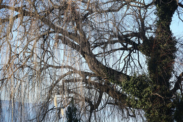 Tree branches texture at Saint Naum area in Lake Ohrid, Macedonia.