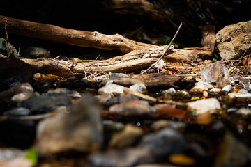 branches in the ground