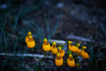 yellow candle flowers