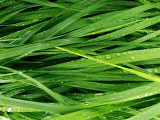 Fototapeta premium green grass