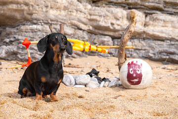 Cute dachshund dog has been stranded on deserted island and is now trying to survive in harsh...