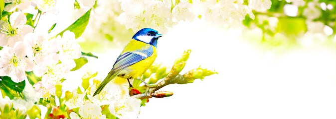Great tit sitting on a tree branch in spring weather © Thaut Images