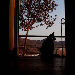 cat on the portic
