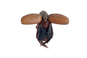 Thailand insect Cockchafer or Melolontha melolontha spread their wings isolated on white background. Thai people in the Northeast popularly fry them for eating.