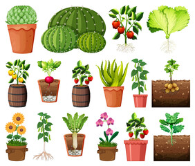 Set of different plants in pots isolated on white background