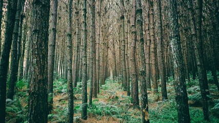 A grove of planted pines for sawing timber