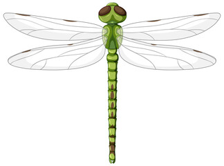 A green dragonfly on white background