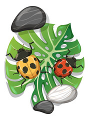 Top view of ladybug on monstera leaf isolated