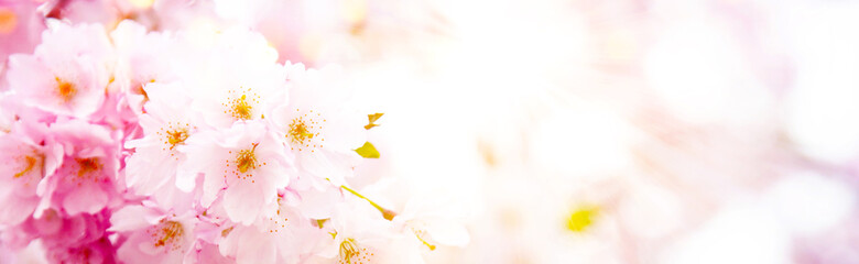 Beautiful branch of blossoming tree in spring.