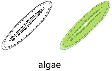 Algae in colour and doodle on white background