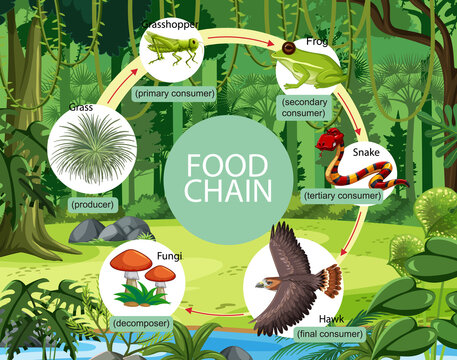 Food chain diagram concept on forest background