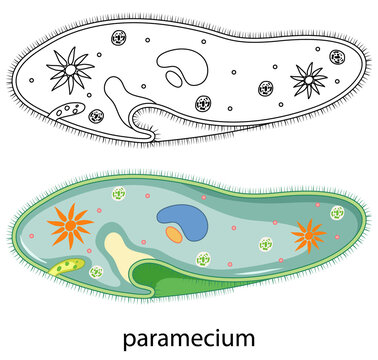 Paramecium in colour and doodle on white background