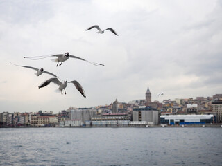 ФЛАГ ТУРЦИИ ЧАЙКИ