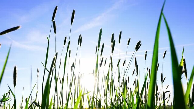 Low-angle shot of Setaria viridis grass under blue sky