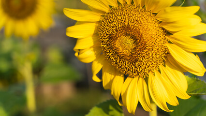 Naklejka premium Sunflower natural background. Sunflower blooming. Close-up of sunflower. in Thailand