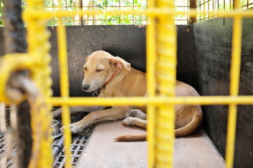 Sad and sick dog ignoring food inside a dark cage with copy space. Pet dog loss appetite, not eating and stress concept.