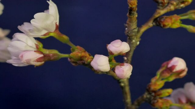 Cheery Blossom Timelapse Blooming bluescreen studio