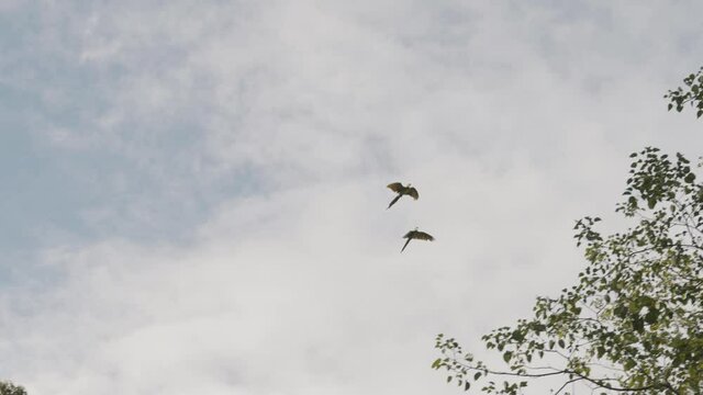 Breathtaking tracking shot of two Great green macaw parrots in flight during beautiful summer day