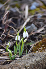 春のスノードロップ