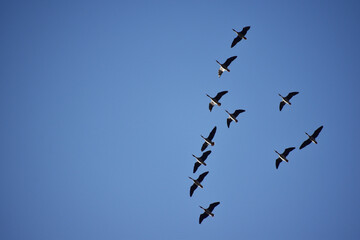 上空を通過するマガンの群れと青空