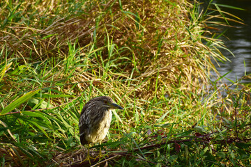 草むらに隠れる夕方のホシゴイ
