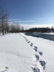 冬　河川敷の足跡