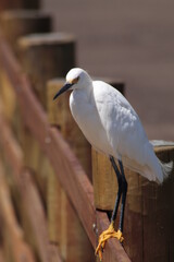 heron