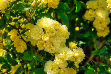 春の陽ざしを浴びて咲くモッコウバラ