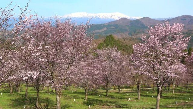 桜峠公園の桜・飯豊連峰（福島県・裏磐梯）