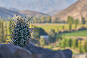 cactus in the country