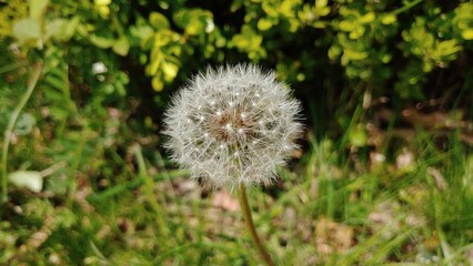 dandelion in the grass