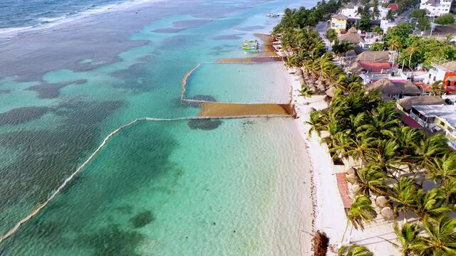 Revealing drone shot of Sargasso seaweed and effort to keep seaweed off the beach in Mahahual Mexico